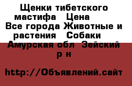 Щенки тибетского мастифа › Цена ­ 80 - Все города Животные и растения » Собаки   . Амурская обл.,Зейский р-н